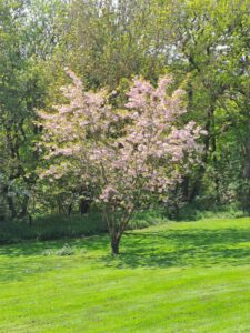 blossom tree below ash in yorkshire dales