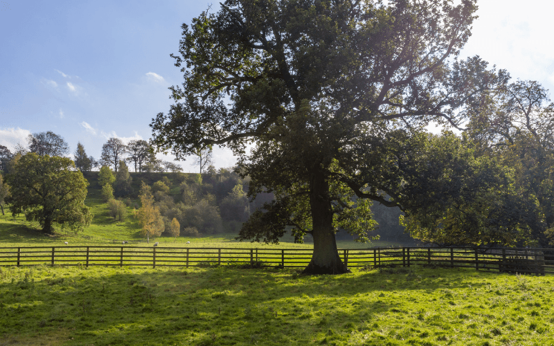 tree near Easby Abbey